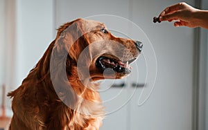 Woman is giving treats to the golden retriever dog indoors. Side view