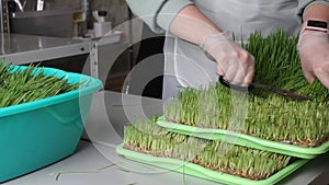 Woman in gloves deftly cuts young shoots of micro greens wheat.