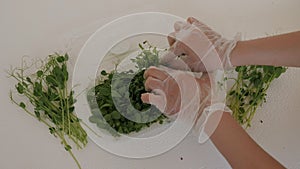 A woman in gloves puts a micro-green in a box on a white background.