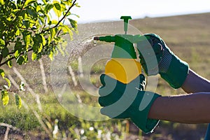 Woman with gloves spraying a leaves of fruit tree against plant diseases and pests photo