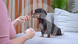 Woman gradually accustoms dog to home care, hygiene, ear cleaning cotton pad