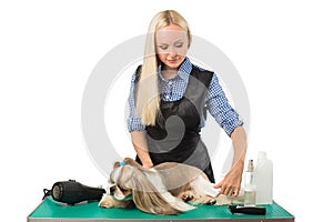 Woman groomer combing cute shih-tzu dog