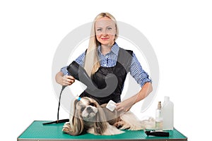 Woman groomer combing cute shih-tzu dog