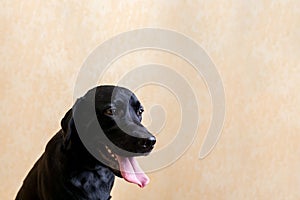 Woman groomer combing fur black Labrador Retriever dog.