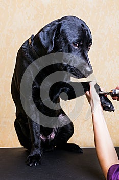 Woman groomer combing fur black Labrador Retriever dog.