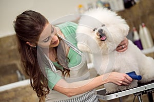 woman grooming bichon fries. Dog gets hair cut at Pet Spa Grooming Salon. Closeup of Dog. groomer concept