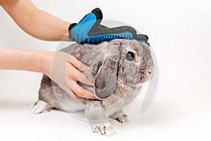 Woman grooming a lop-eared gray rabbit with a comb glove. White background. Copy space. Concept of pet health care