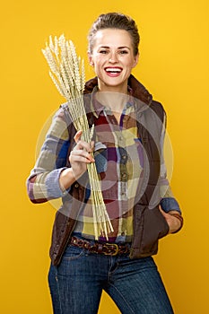 Woman grower isolated on yellow background with wheat spikelets