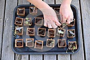 Woman growing seedling at home garden