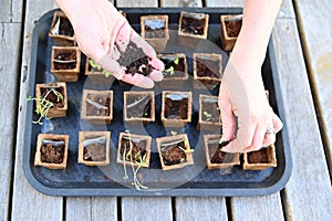 Woman growing seedling at home garden