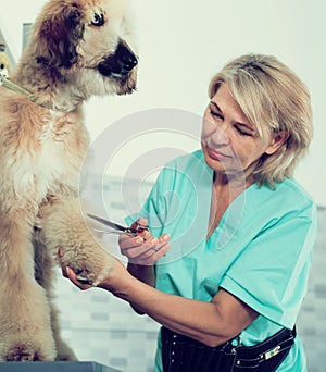 Woman hairdresser cuts Afghan puppy Shepherd in beauty salon for