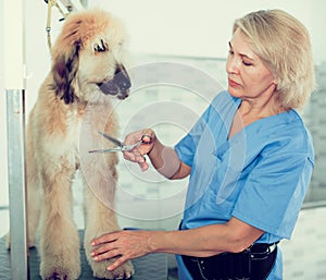 Woman hairdresser cuts Afghan puppy Shepherd in beauty salon for animals