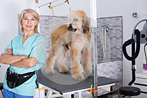 Woman hairdresser posing with Afghan puppy Shepherd in beauty sa