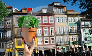 Hand with Manjerico plant against Porto downtown photo