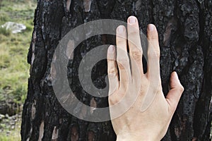 Woman hand on burned tree trunk
