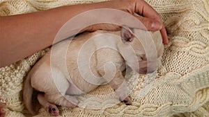 Woman hand caress newborn labrador puppy dog