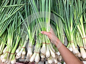 Woman hand choose bunch of green fresh onion in organic supermarket. Salad Onions, Scallions