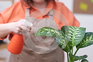 woman hand close up gently spraying leaf of dieffenbachia to receive the necessary watering moisture