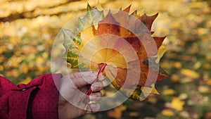 Woman hand with colorful autumn leaves - close up