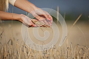 Woman hand with corn