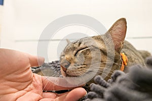 Woman hand cuddle adorable Cat lying on gray carpet with Love. Lovely cute kittens at Home