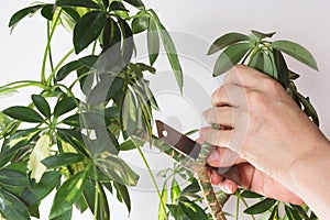 Woman hand cutting branch from stem of Schefflera arboricola or dwarf umbrella tree named to prune on the white background