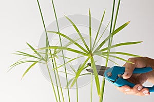 Woman hand cutting umbrella of Cyperus plant for rooting using secateurs on the white background