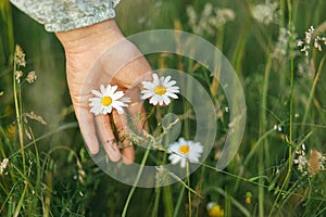 Woman hand among daisy flowers in summer countryside, close up. Carefree atmospheric moment. Young female gathering wildflowers in