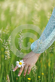 Woman hand among daisy flowers in summer countryside, close up. Carefree atmospheric moment. Young female gathering wildflowers in