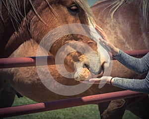 Woman hand feeding Belgian Heavy Horse at farm in North Texas, America