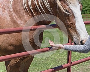 Woman hand feeding Belgian Heavy Horse at farm in North Texas, America