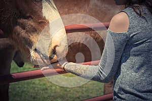 Woman hand feeding Belgian Heavy Horse at farm in North Texas, America