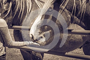 Woman hand feeding Belgian Heavy Horse at farm in North Texas, America