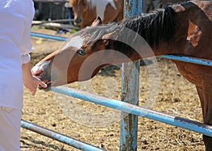 Woman hand feeding brown horse in the stable