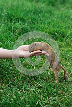 Woman hand feeding gopher