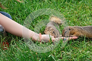 Woman hand feeding gopher