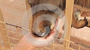 woman hand feeding kangaroo in Australia