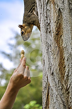 Woman hand feeding peanut to fox squirrel in tree