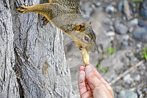 Woman hand feeding peanuts to fox squirrel in tree