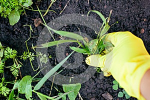 Woman hand in garden glove pulling out  weeds