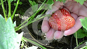 Woman hand gather pick up ripe strawberry berry in rural garden