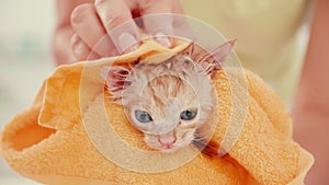 Woman hand gently dry kitten wrapped in towel