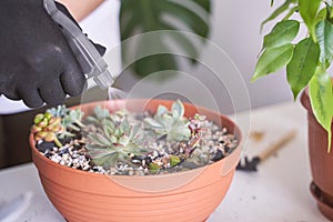 A woman hand gently holds a small echeveria plant in a decorative pot