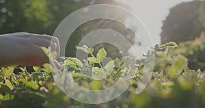 A woman hand gently touches the leaves of a bush in the back rays of the sun