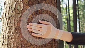 Woman hand gently touching a bark of the tree in the forest. Enjoyment of beauty of nature. Biodiversity and