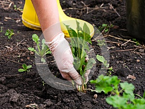 A woman hand in a glove pulling out weeds