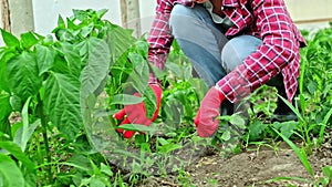 A woman hand in a glove pulling out weeds. weeding in the garden greenhouse