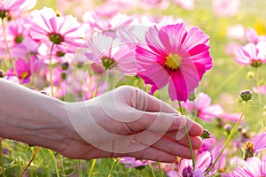 Woman hand grabbing pink cosmos flower.