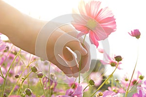 Woman hand grabbing pink cosmos flower. vintage effect with soft