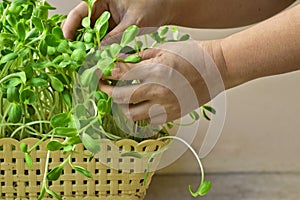 Woman hand growing green sunflower sprout in basket at home
